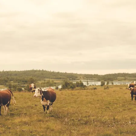 Hogfjellshotell Отель *